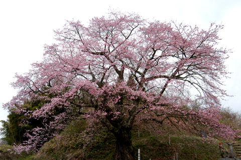 是哉寺　地蔵桜