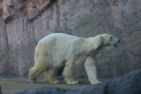 早く飼育舎に入りたい北極熊君