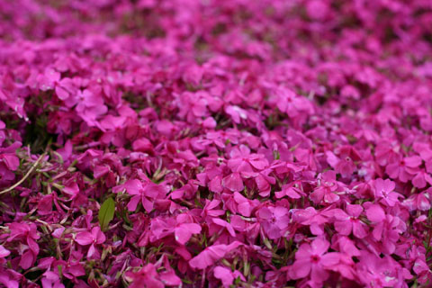 ジュピアランドひらた　芝桜　ピンク