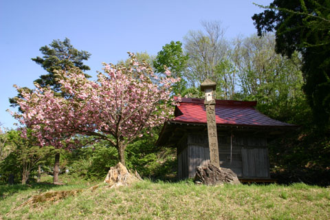 強清水　清水神社と八重桜
