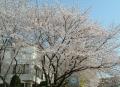 名城大学の桜