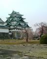名古屋城の桜1