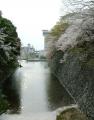 名古屋城の散る桜1