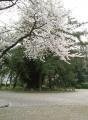 名古屋城の散る桜2
