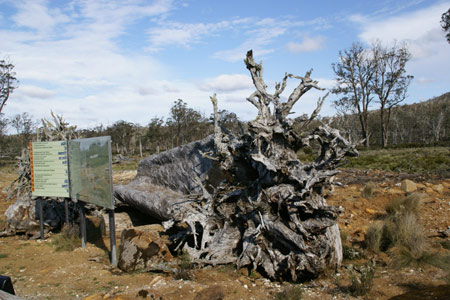 クレイドル山の入り口看板と木の根