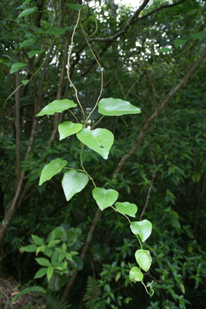 アサギマダラと自然のよろこび 仏像の写真 画像 ｓｒｓ研究所 ハスノハカズラは奄美大島でよくみかける特徴的な葉を持ったつる植物 奄美大島 ５月